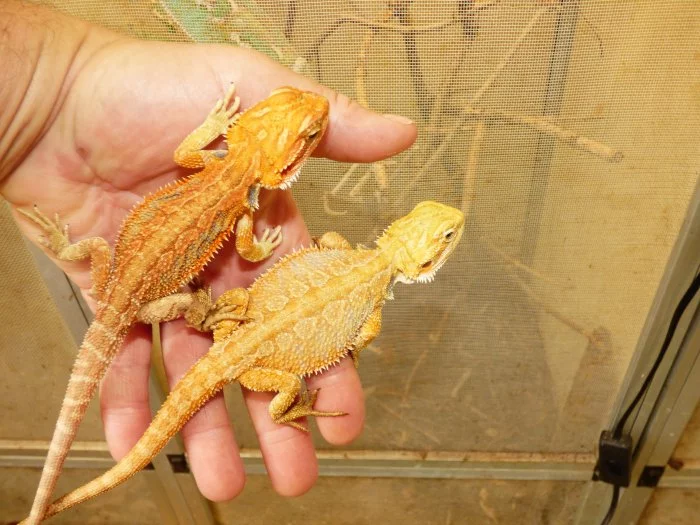 Agama vousatá (Pogona vitticeps)