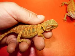 Agama vousatá (Pogona vitticeps)