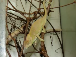 Chameleon jemenský (Chamaeleo calyptratus)