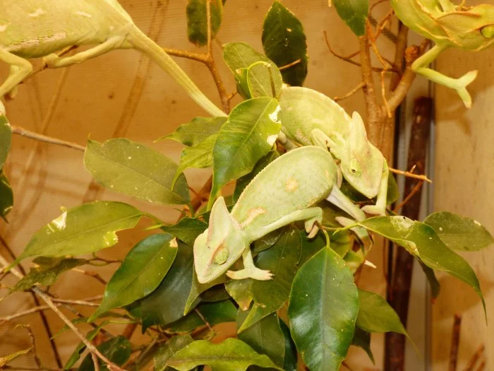 Chameleon jemenský (Chamaeleo calyptratus)