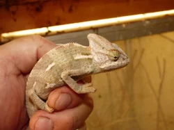 Chameleon jemenský (Chamaeleo calyptratus)