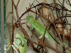 Chameleon jemenský (Chamaeleo calyptratus)