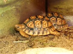 Želva pardálí (Stigmochelys pardalis)