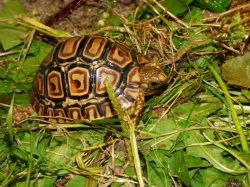 Želva pardálí (Stigmochelys pardalis)