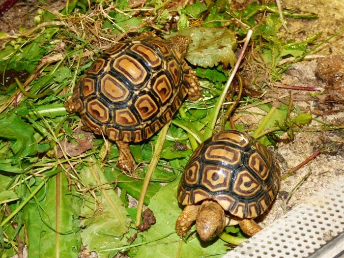 Želva pardálí (Stigmochelys pardalis)