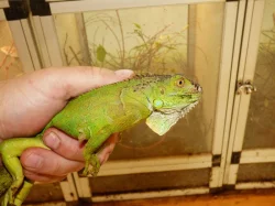 Leguán zelený (Iguana iguana)