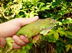 Leguán zelený (Iguana iguana)