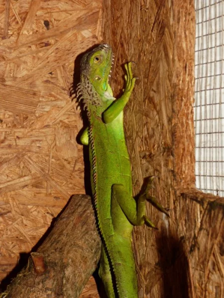 Leguán zelený (Iguana iguana)