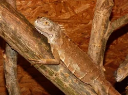 Červený leguán (Iguana iguana)