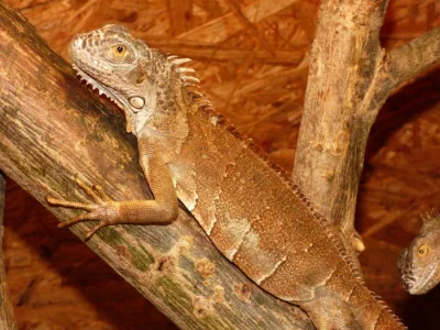 Červený leguán (Iguana iguana)
