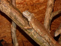 Červený leguán (Iguana iguana)