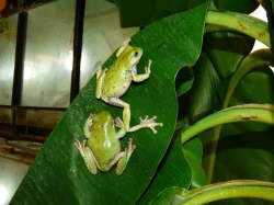 Rosnice siná (Litoria infrafrenata)