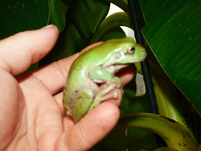 Rosnice siná (Litoria infrafrenata)