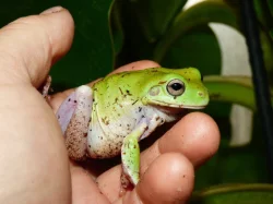 Rosnice siná (Litoria infrafrenata)