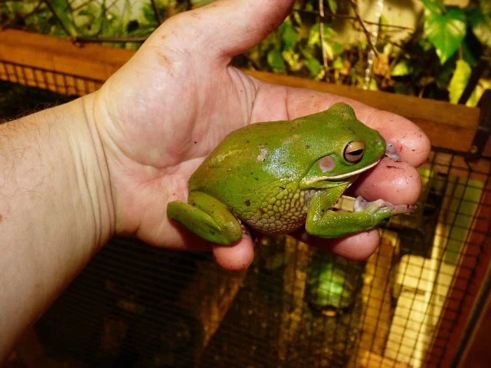 Rosnice běloretá (Litoria infrafrenata)