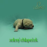 Zlatý retriever s PP