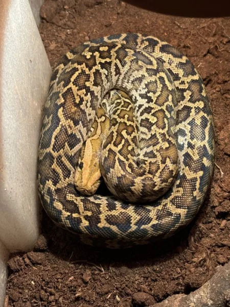 Krajta tmavá - Python bivittatus