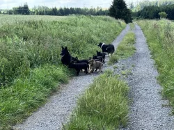 Štenata vlčák borderkolia