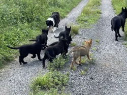 Štenata vlčák borderkolia