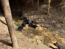 Štenata vlčák borderkolia