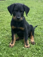 Beauceron - poslední pejsek