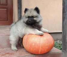 Německý špic vlčí / keeshond prodám štěňata s PP