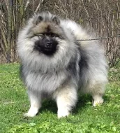 Německý špic vlčí / keeshond prodám štěňata s PP