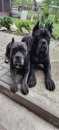 Cane Corso