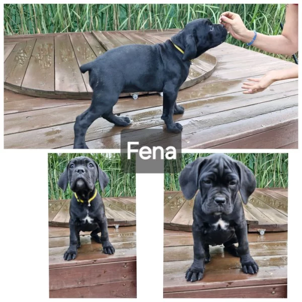 Cane Corso