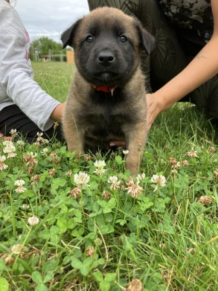 Štěně belgického ovčáka malinois s průkazem původu