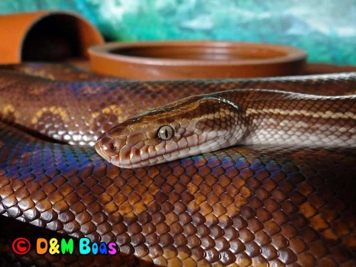 Epicrates cenchria crassus – Paraguayan Rainbow Boa