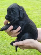 Štěňátka Flat coated retriver čistokrevni