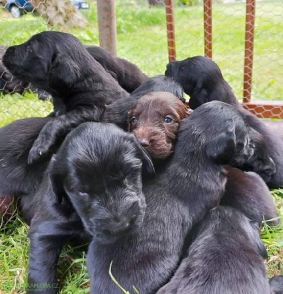 Štěňátka Flat coated retriver čistokrevni