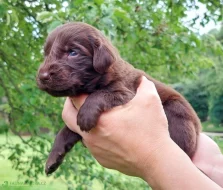 Štěňátka Flat coated retriver čistokrevni