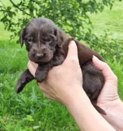 Štěňátka Flat coated retriver čistokrevni