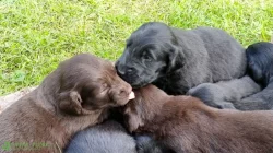 Štěňátka Flat coated retriver čistokrevni