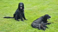 Štěňátka Flat coated retriver čistokrevni