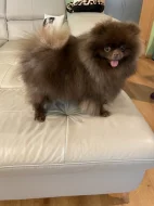 Pomeranian