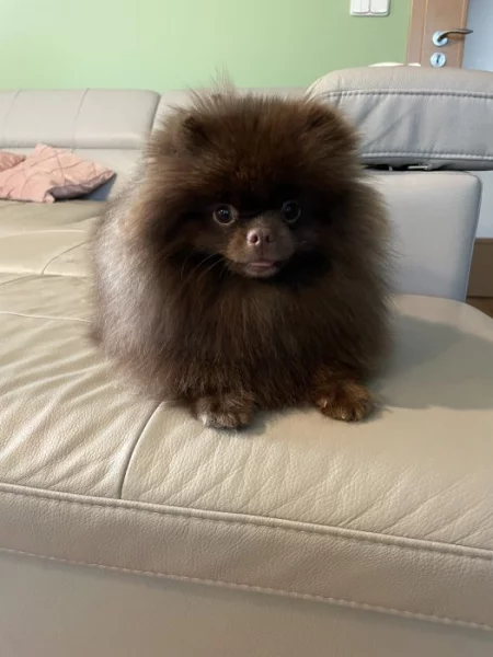 Pomeranian