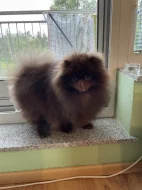 Pomeranian