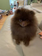 Pomeranian