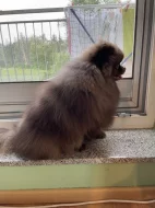 Pomeranian