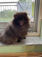 Pomeranian