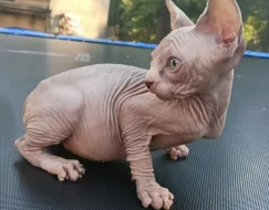 Sphynx