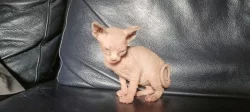 Sphynx