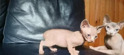 Sphynx