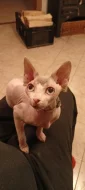 Sphynx