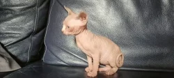 Sphynx