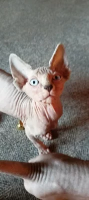 Sphynx