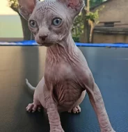 Sphynx